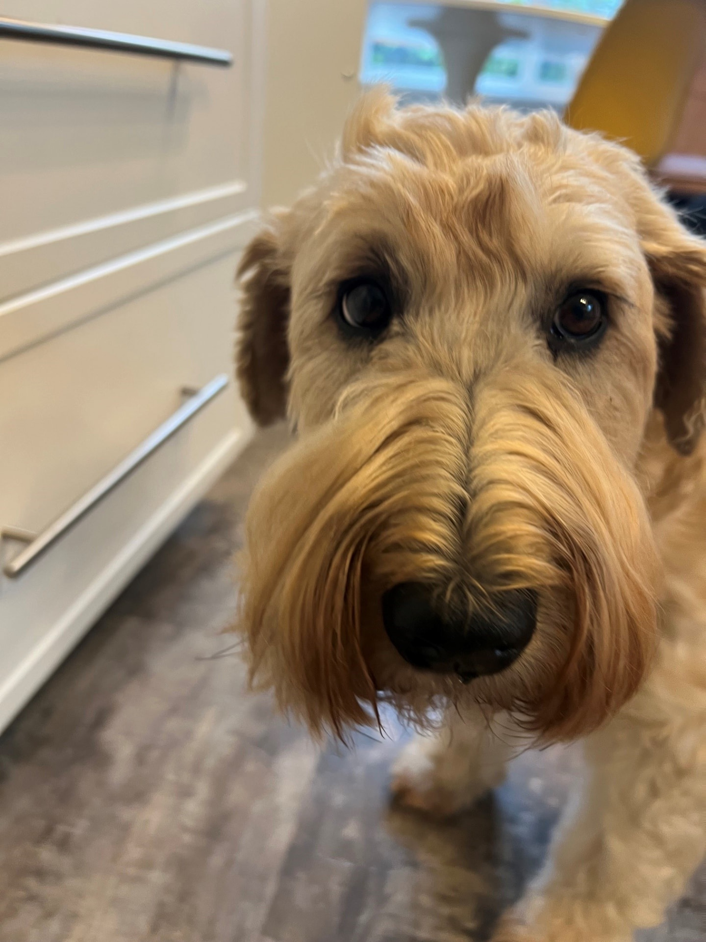 Comet, our Soft-Coated Wheaten Terrier